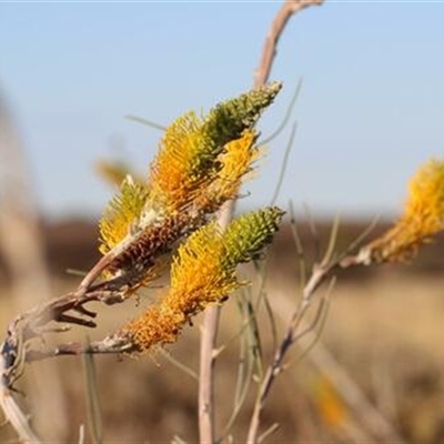 Grevillea eriostachya at Yulara, NT - 5 Sep 2022 by bereccad