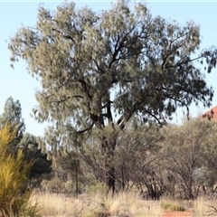 Allocasuarina decaisneana at Petermann, NT - 5 Sep 2022 by bereccad