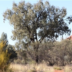 Allocasuarina decaisneana at Petermann, NT - 5 Sep 2022 by bereccad
