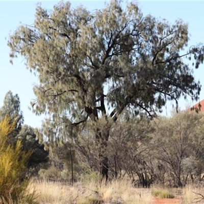Allocasuarina decaisneana at Petermann, NT - 5 Sep 2022 by bereccad