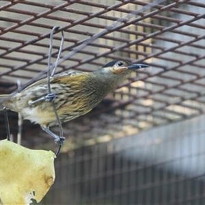 Xanthotis macleayanus at Carrington, QLD - 29 May 2021 12:00 AM