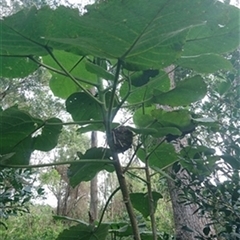 Dendrocnide excelsa (Stinging Tree) at Kiama Downs, NSW - 20 Aug 2022 by bereccad