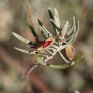 Eremophila glabra at Petermann, NT - 5 Sep 2022 by bereccad