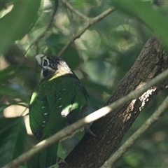 Ailuroedus maculosus at Carrington, QLD - 29 May 2021 by bereccad