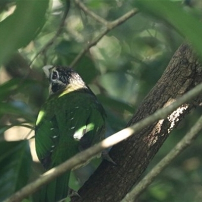 Ailuroedus maculosus at Carrington, QLD - 29 May 2021 by bereccad