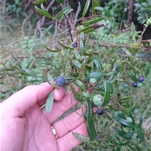 Santalum obtusifolium at Yellow Rock Ridge, NSW - 24 Jan 2022 by bereccad