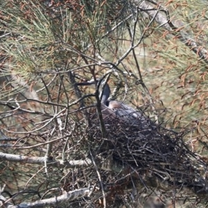 Anhinga novaehollandiae at Kanahooka, NSW - 3 Oct 2021 by bereccad