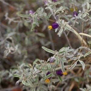 Solanum (genus) at Petermann, NT - 6 Sep 2022 by bereccad