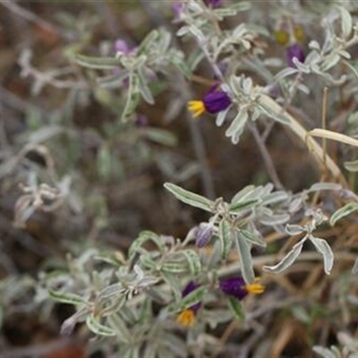 Solanum (genus) at Petermann, NT - 6 Sep 2022 by bereccad