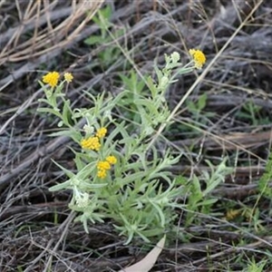 Chrysocephalum apiculatum at Petermann, NT - 7 Sep 2022 by bereccad