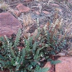 Cheilanthes lasiophylla at Petermann, NT - 8 Sep 2022 by bereccad