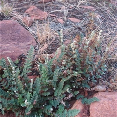 Cheilanthes lasiophylla at Petermann, NT - 8 Sep 2022 by bereccad