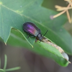 Ecnolagria tomentosa at Kanahooka, NSW - 20 Jan 2024 by bereccad