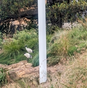 Threskiornis molucca at Sydney, NSW - 28 Jan 2024 12:00 AM