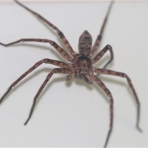 Heteropoda sp. (genus) at Kanahooka, NSW - 24 Jan 2024 by bereccad