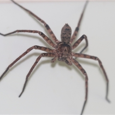 Heteropoda sp. (genus) (Huntsman spider) at Kanahooka, NSW - 24 Jan 2024 by bereccad