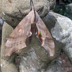 Coequosa australasiae (Double Headed Hawk Moth) at Dombarton, NSW - 4 Feb 2024 by bereccad