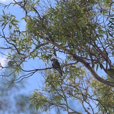 Sphecotheres vieilloti at Kanahooka, NSW - 23 Feb 2024 by bereccad