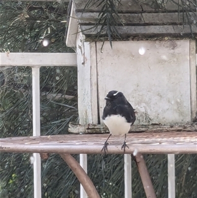 Rhipidura leucophrys (Willie Wagtail) at Kanahooka, NSW - 11 Mar 2024 by bereccad