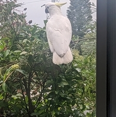 Cacatua galerita (Sulphur-crested Cockatoo) at Kanahooka, NSW - 12 May 2024 by bereccad