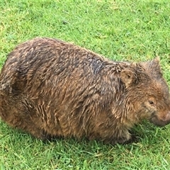 Vombatus ursinus (Common wombat, Bare-nosed Wombat) at Knights Hill, NSW - 7 May 2024 by bereccad
