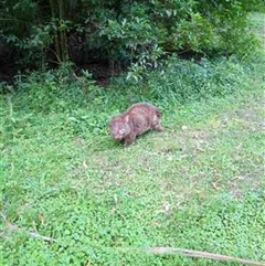 Vombatus ursinus (Common wombat, Bare-nosed Wombat) at Jaspers Brush, NSW - 11 Mar 2024 by bereccad