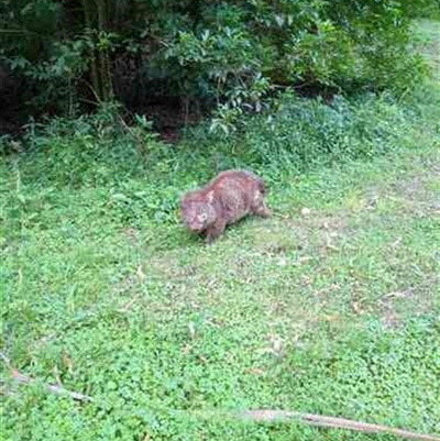 Vombatus ursinus (Common wombat, Bare-nosed Wombat) at Jaspers Brush, NSW - 11 Mar 2024 by bereccad