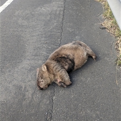 Vombatus ursinus (Common wombat, Bare-nosed Wombat) at Cataract, NSW - 27 Apr 2024 by bereccad