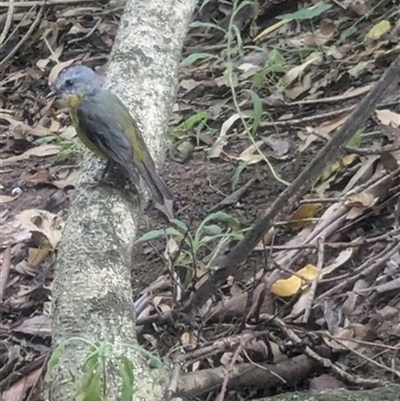 Eopsaltria australis (Eastern Yellow Robin) at Croom, NSW - 13 Mar 2024 by bereccad