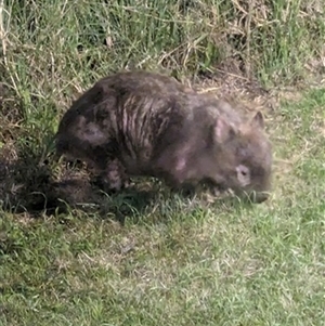 Vombatus ursinus at Dapto, NSW - 4 Mar 2024 by bereccad