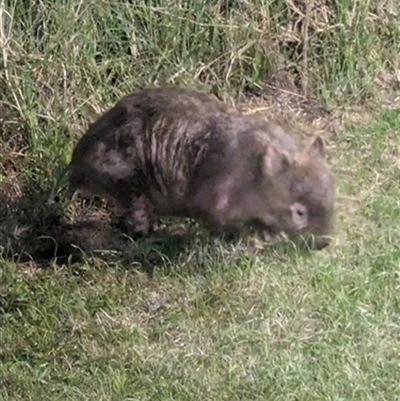 Vombatus ursinus (Common wombat, Bare-nosed Wombat) at Dapto, NSW - 4 Mar 2024 by bereccad