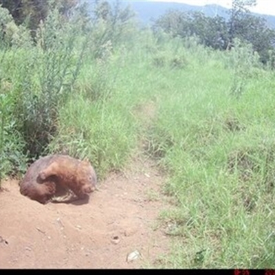Vombatus ursinus (Common wombat, Bare-nosed Wombat) at Albion Park Rail, NSW - 5 Feb 2024 by bereccad