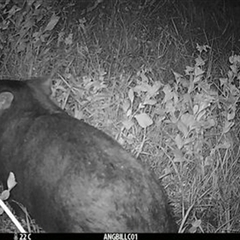 Vombatus ursinus (Common wombat, Bare-nosed Wombat) at Stream Hill, NSW - 13 Feb 2024 by bereccad