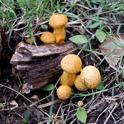 Gymnopilus junonius (Spectacular Rustgill) at Lower Portland, NSW - 4 Jun 2025 by BlundellsSwamp