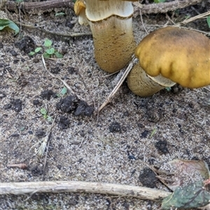 Armillaria sp. (A honey fungus) at Calderwood, NSW - 19 May 2024 by bereccad