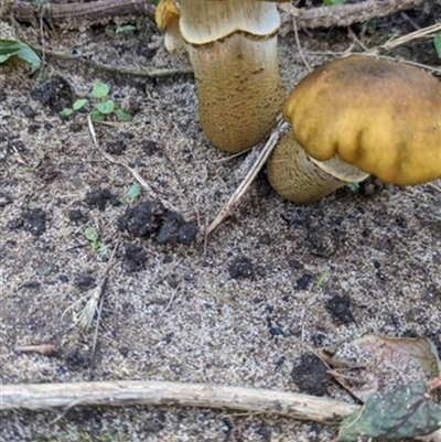 Armillaria sp. (A honey fungus) at Calderwood, NSW - 19 May 2024 by bereccad