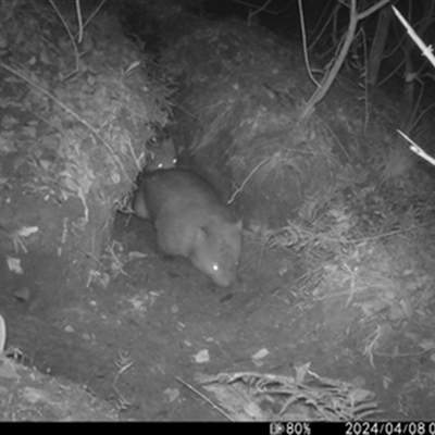 Vombatus ursinus (Common wombat, Bare-nosed Wombat) at Avon, NSW - 8 Apr 2024 by bereccad