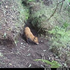 Vulpes vulpes (Red Fox) at Cordeaux, NSW - 16 Apr 2024 by bereccad
