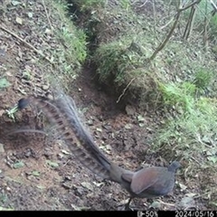 Menura novaehollandiae (Superb Lyrebird) at East Kangaloon, NSW - 16 May 2024 by bereccad