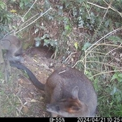 Wallabia bicolor (Swamp Wallaby) at Avon, NSW - 21 Apr 2024 by bereccad