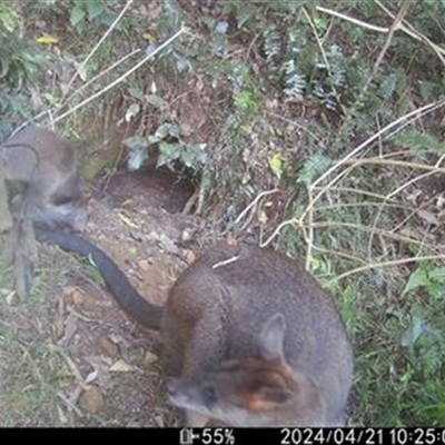 Wallabia bicolor (Swamp Wallaby) at Avon, NSW - 21 Apr 2024 by bereccad