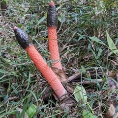Phallus rubicundus (Phallus rubicundus) at Albion Park, NSW - 1 Jun 2024 by bereccad
