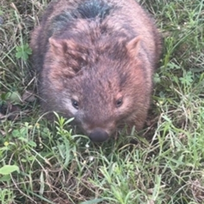Vombatus ursinus (Common wombat, Bare-nosed Wombat) at Avon, NSW - 2 Jun 2024 by bereccad