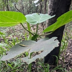 Dendrocnide excelsa (Stinging Tree) at Albion Park, NSW - 1 Jun 2024 by bereccad