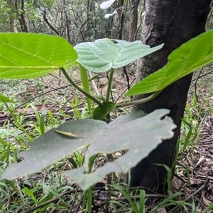Dendrocnide excelsa (Stinging Tree) at Albion Park, NSW - 1 Jun 2024 by bereccad