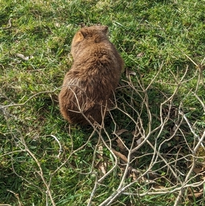 Vombatus ursinus (Common wombat, Bare-nosed Wombat) at Robertson, NSW - 8 Jun 2024 by bereccad