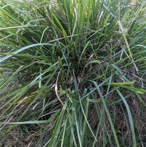 Lomandra longifolia (Spiny-headed Mat-rush, Honey Reed) at Albion Park, NSW - 9 Jun 2024 by bereccad