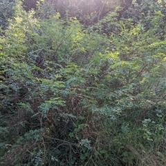 Indigofera australis subsp. australis at Albion Park, NSW - 9 Jun 2024 by bereccad