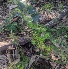 Asparagus aethiopicus (Ground Asparagus) at Albion Park, NSW - 9 Jun 2024 by bereccad