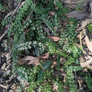 Asplenium flabellifolium at Avon, NSW - 25 Feb 2024 12:00 AM